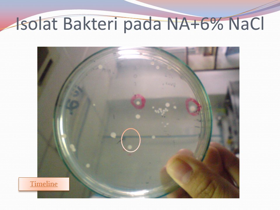 Isolat Bakteri pada NA+6% NaCl Timeline