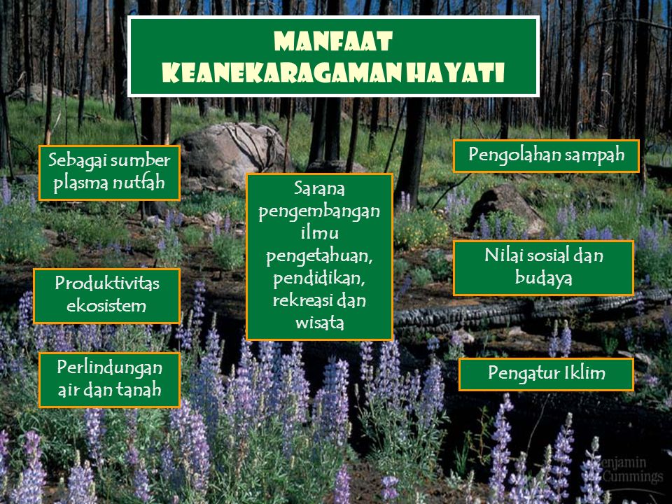 Biologi Kelas X Pengertian Keanekaragaman Hayati Keanekaragaman Hayati