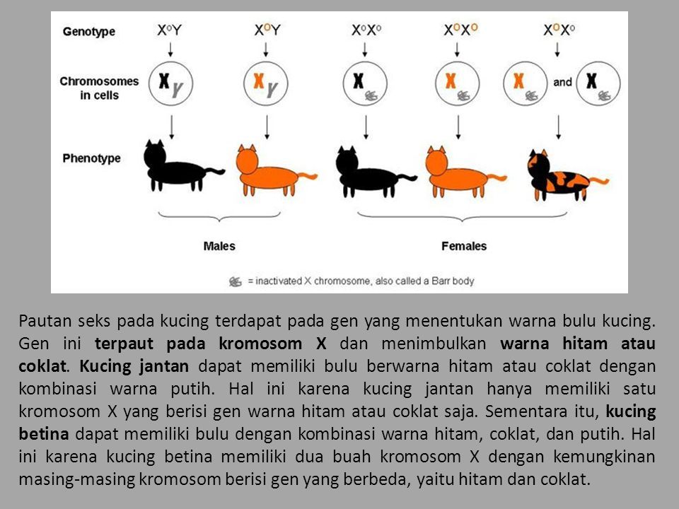 Penentuan Jenis Kelamin Pada Makhluk Hidup Faktor Yang Menentukan