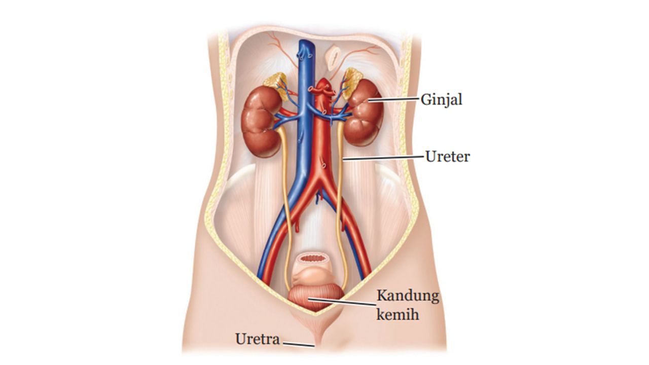 Human Excretory System Sistem Ekskresi Manusia Ekskresi Proses