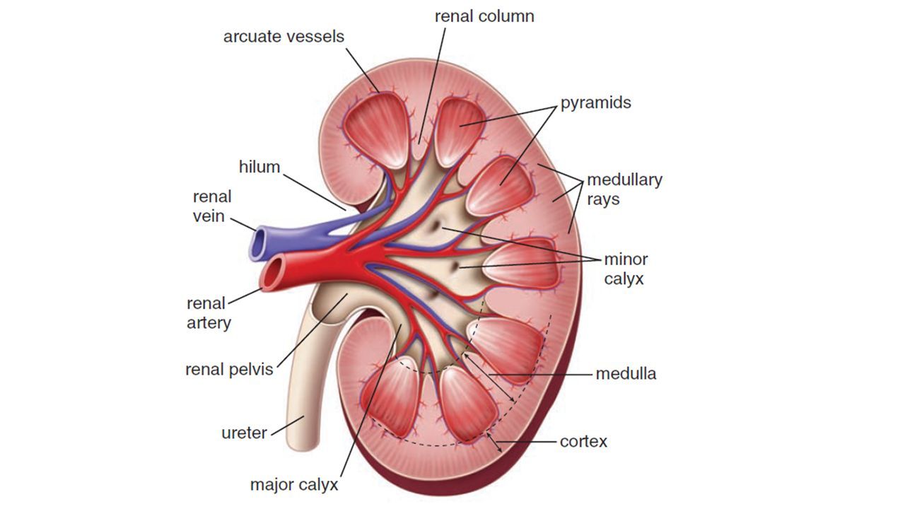 Human Excretory System Sistem Ekskresi Manusia Ekskresi Proses