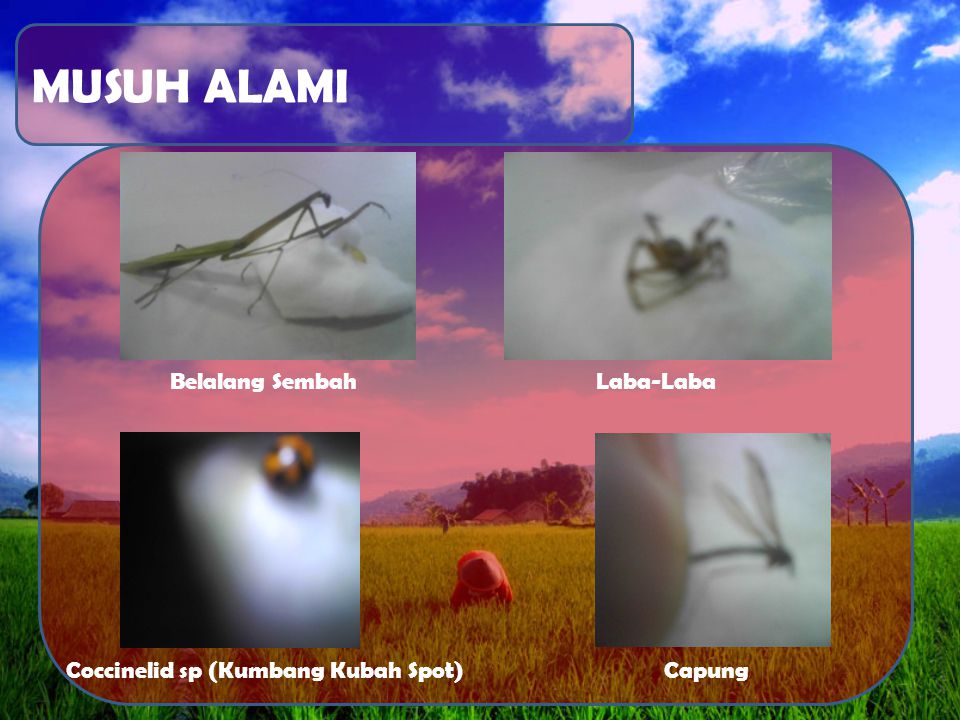 MUSUH ALAMI Belalang SembahLaba-Laba Coccinelid sp (Kumbang Kubah Spot)Capung