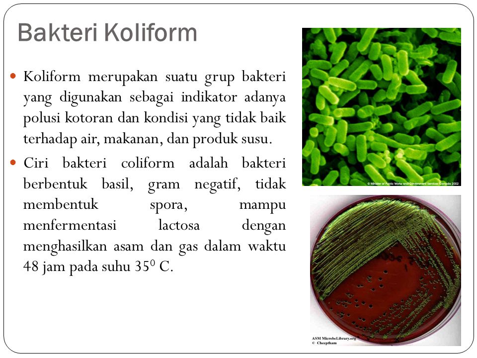 Bakteri Koliform Koliform merupakan suatu grup bakteri yang digunakan sebagai indikator adanya polusi kotoran dan kondisi yang tidak baik terhadap air, makanan, dan produk susu.