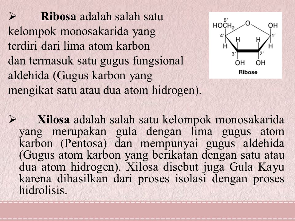  Ribosa adalah salah satu kelompok monosakarida yang terdiri dari lima atom karbon dan termasuk satu gugus fungsional aldehida (Gugus karbon yang mengikat satu atau dua atom hidrogen).