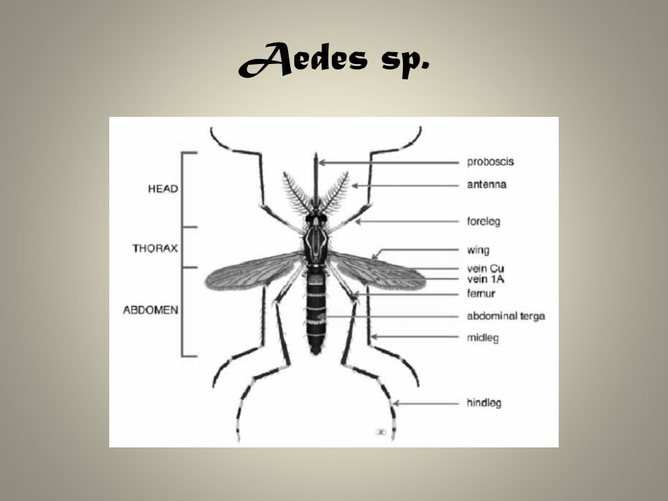 Aedes sp.