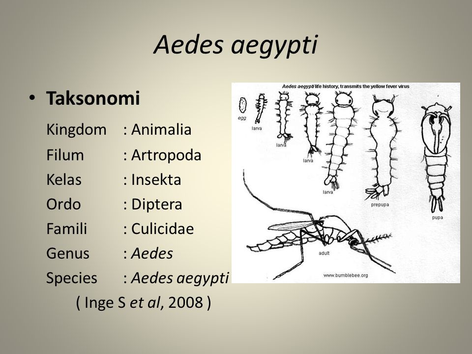 Aedes aegypti • Taksonomi Kingdom : Animalia Filum : Artropoda Kelas : Insekta Ordo : Diptera Famili : Culicidae Genus: Aedes Species: Aedes aegypti ( Inge S et al, 2008 )