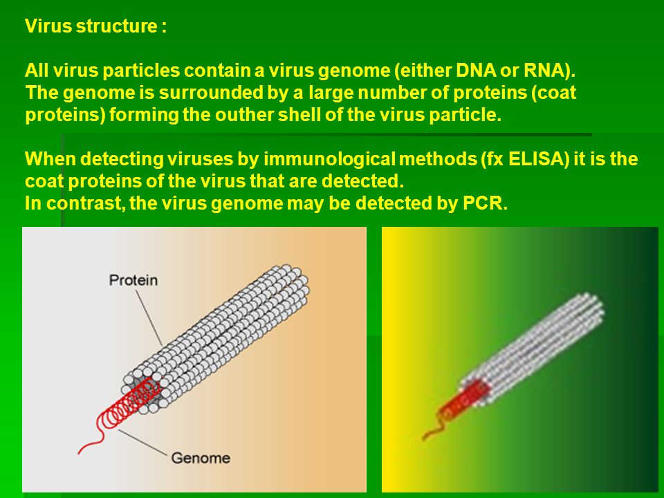 Virus structure : All virus particles contain a virus genome (either DNA or RNA).