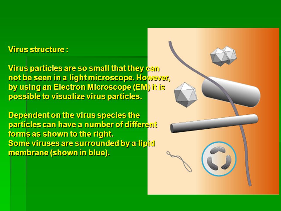 Virus structure : Virus particles are so small that they can not be seen in a light microscope.