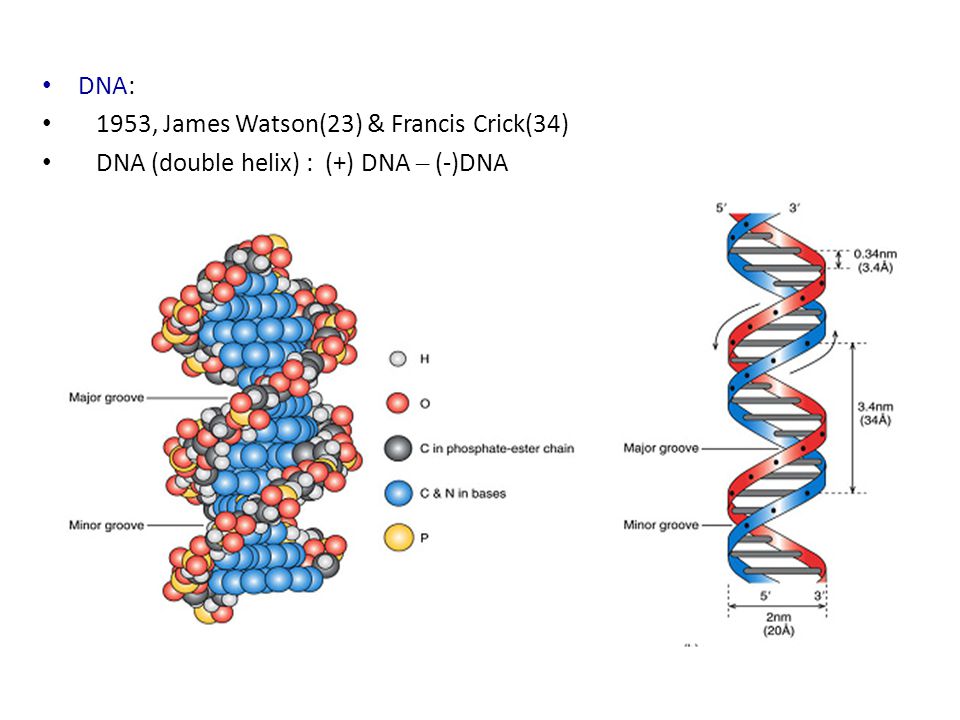 DNA: 1953, James Watson(23) & Francis Crick(34) DNA (double helix) : (+) DNA – (-)DNA