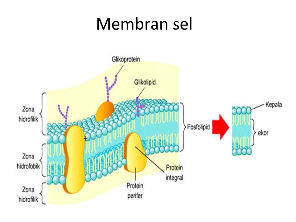 Membran sel