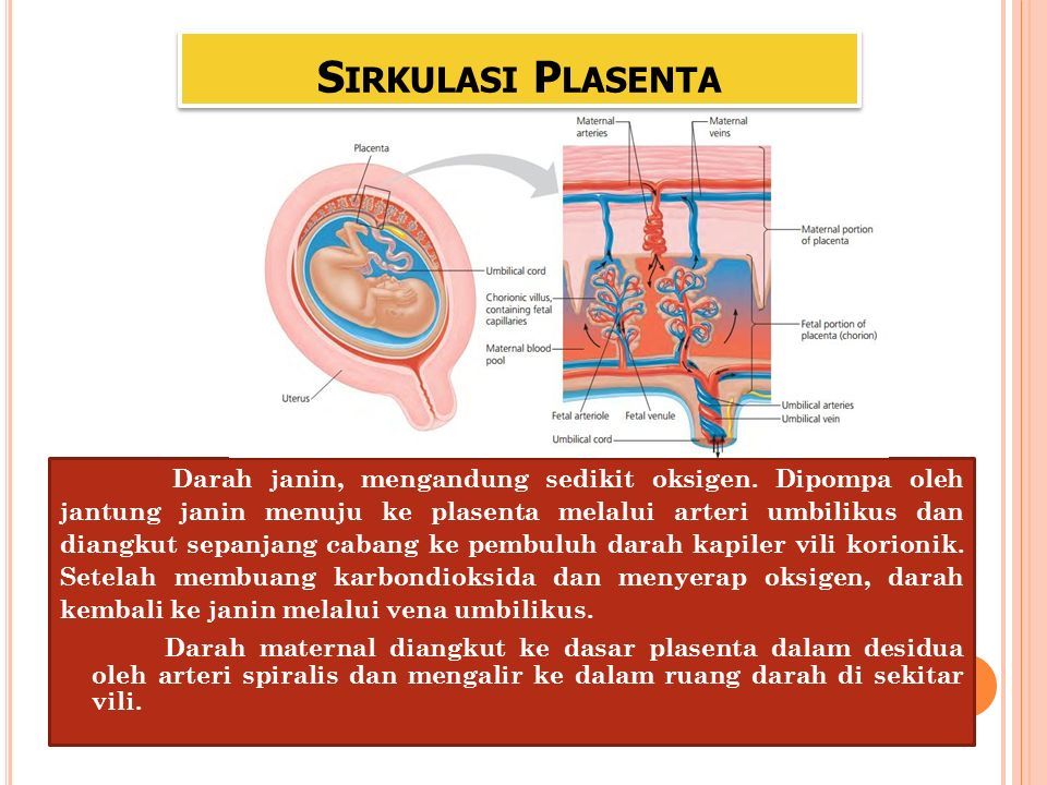 S TRUKTUR F UNGSI DAN S IRKULASI P LASENTA Dosen Pembimbing Noortje   Slide 16 