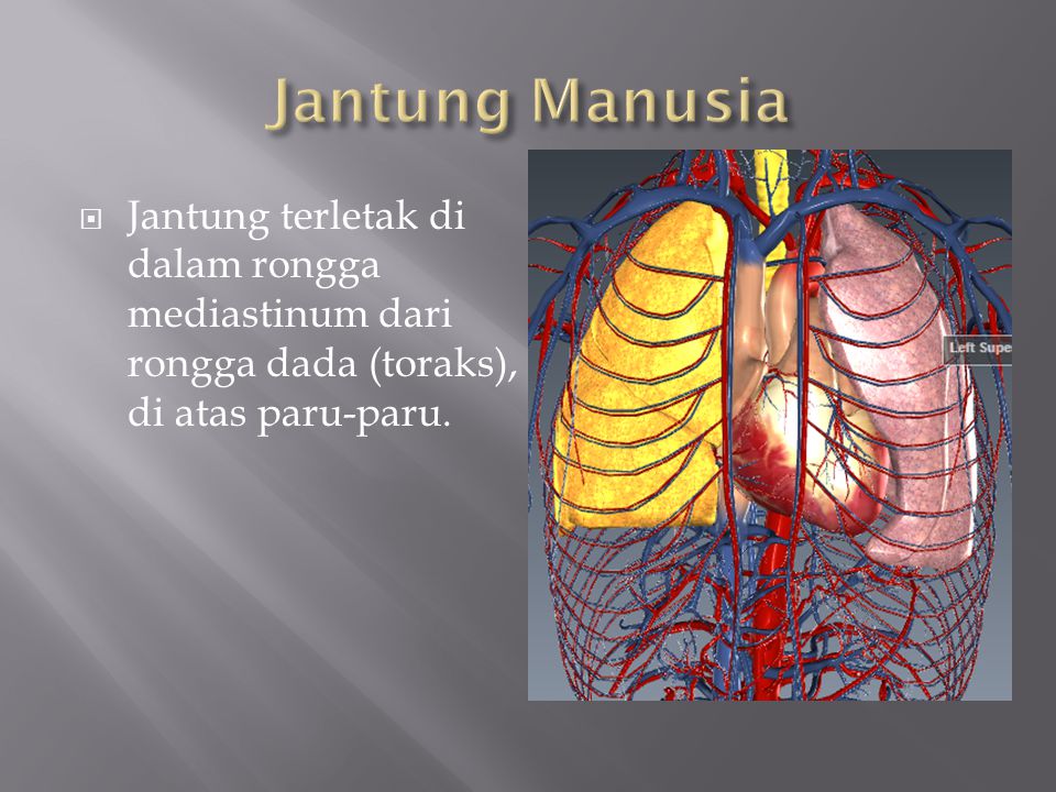  Jantung terletak di dalam rongga mediastinum dari rongga dada (toraks), di atas paru-paru.
