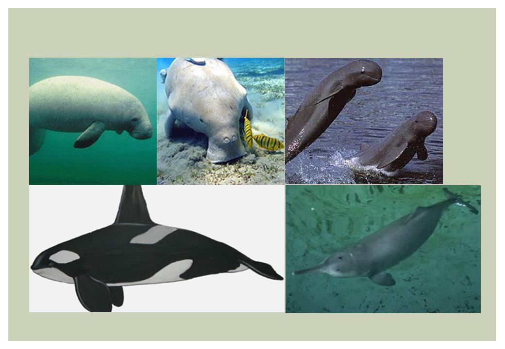 Persamaan dolphin dan ikan paus