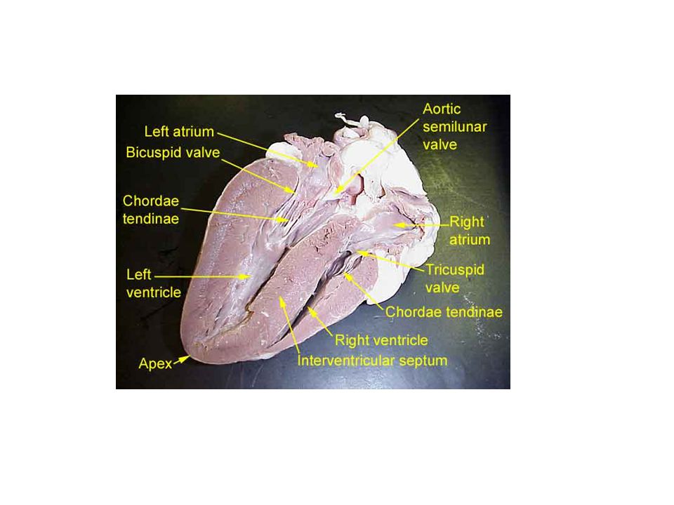 Jantung disebut organ karena