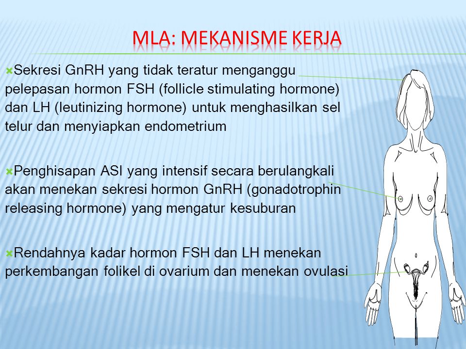  Sekresi GnRH yang tidak teratur menganggu pelepasan hormon FSH (follicle stimulating hormone) dan LH (leutinizing hormone) untuk menghasilkan sel telur dan menyiapkan endometrium  Penghisapan ASI yang intensif secara berulangkali akan menekan sekresi hormon GnRH (gonadotrophin releasing hormone) yang mengatur kesuburan  Rendahnya kadar hormon FSH dan LH menekan perkembangan folikel di ovarium dan menekan ovulasi