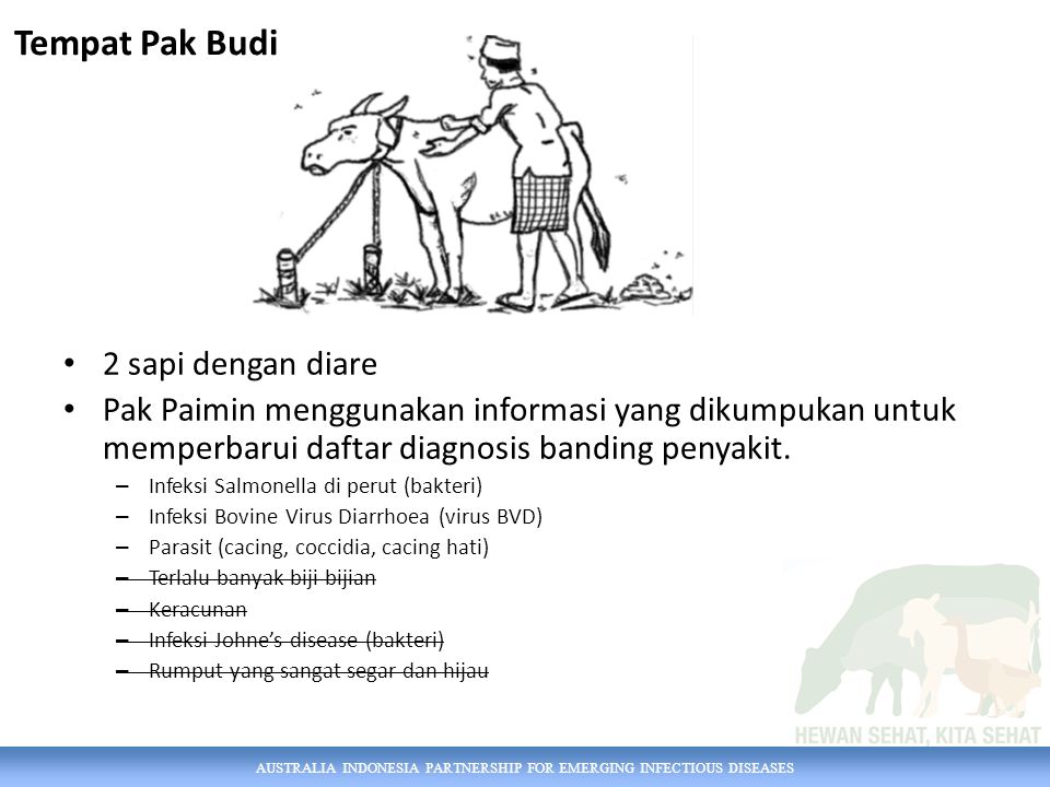 AUSTRALIA INDONESIA PARTNERSHIP FOR EMERGING INFECTIOUS DISEASES 2 sapi dengan diare Pak Paimin menggunakan informasi yang dikumpukan untuk memperbarui daftar diagnosis banding penyakit.