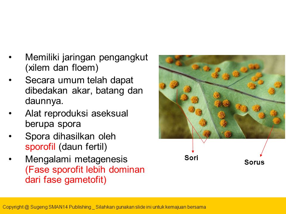 Sugeng Sman14 Publishing Silahkan Gunakan Slide Ini Untuk Kemajuan Bersama Kingdom Plantae 1524