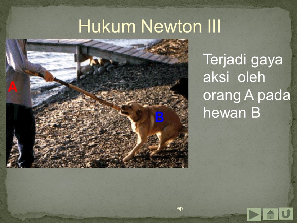 Hukum Newton III Terjadi gaya aksi oleh orang A pada hewan B