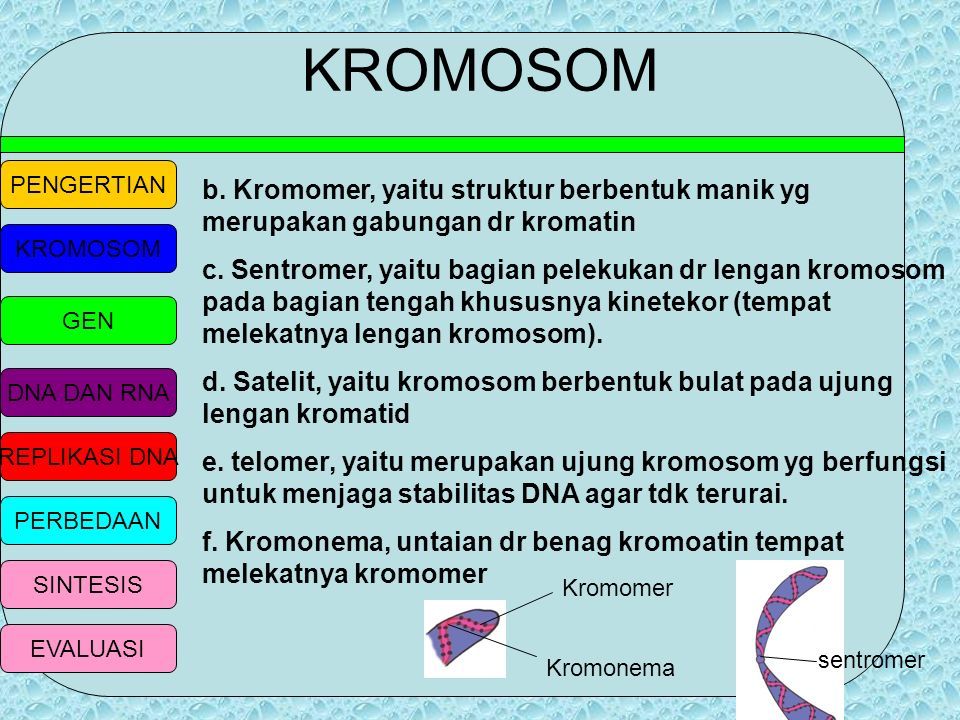 PENGERTIAN KROMOSOM GEN DNA DAN RNA REPLIKASI DNA PERBEDAAN SINTESIS ...