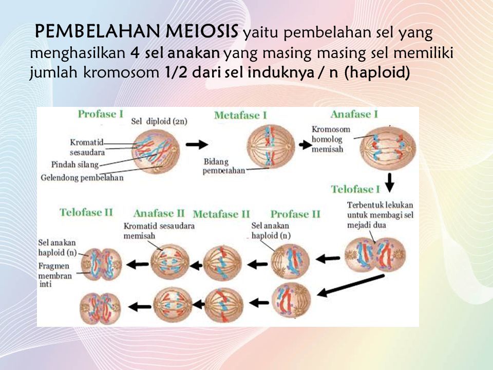 PEMBELAHAN MEIOSIS yaitu pembelahan sel yang menghasilkan 4 sel anakan yang masing masing sel memiliki jumlah kromosom 1/2 dari sel induknya / n (haploid)