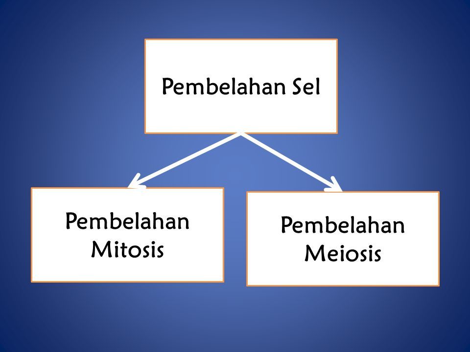 Pembelahan Sel Pembelahan Mitosis Pembelahan Meiosis