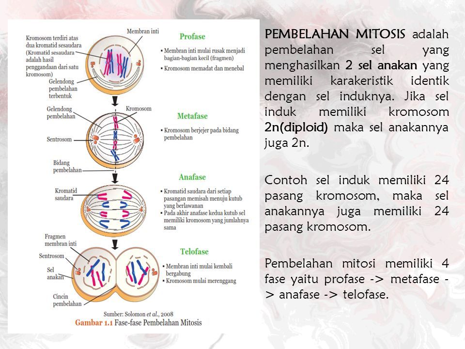PEMBELAHAN MITOSIS adalah pembelahan sel yang menghasilkan 2 sel anakan yang memiliki karakeristik identik dengan sel induknya.