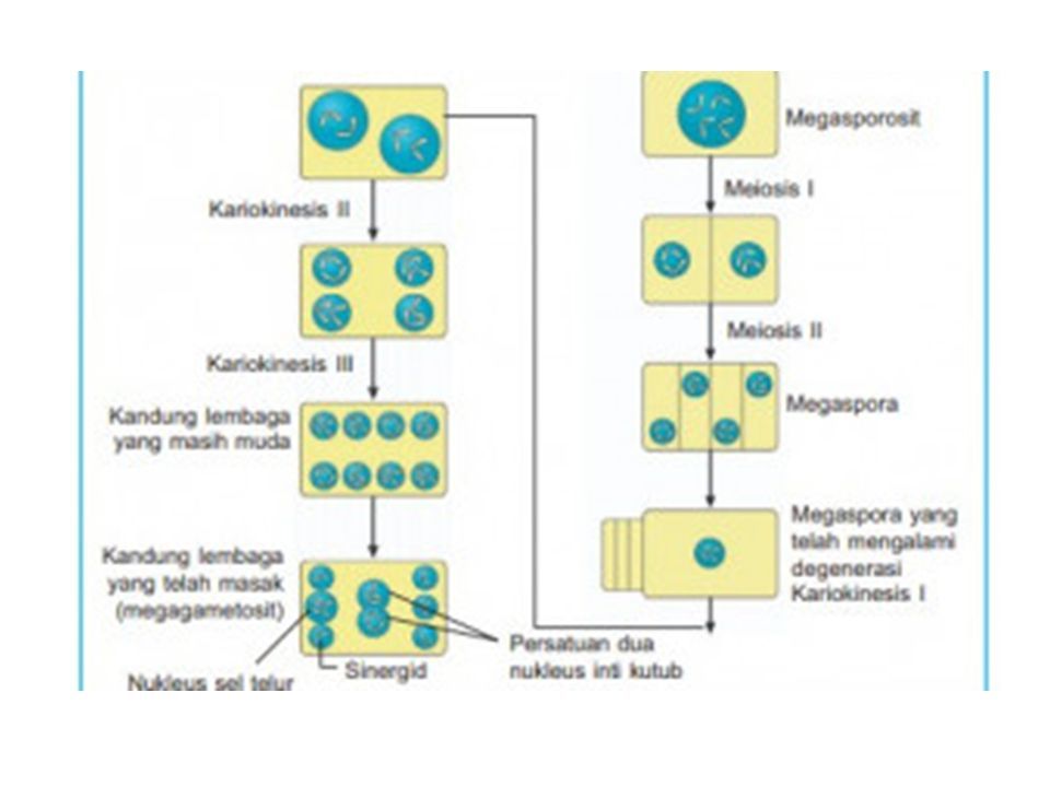 GAMETOGENESIS Oleh Maharsiwi Widyaningrum. GAMETOGENESIS Gametogenesis ... Biology Diagrams