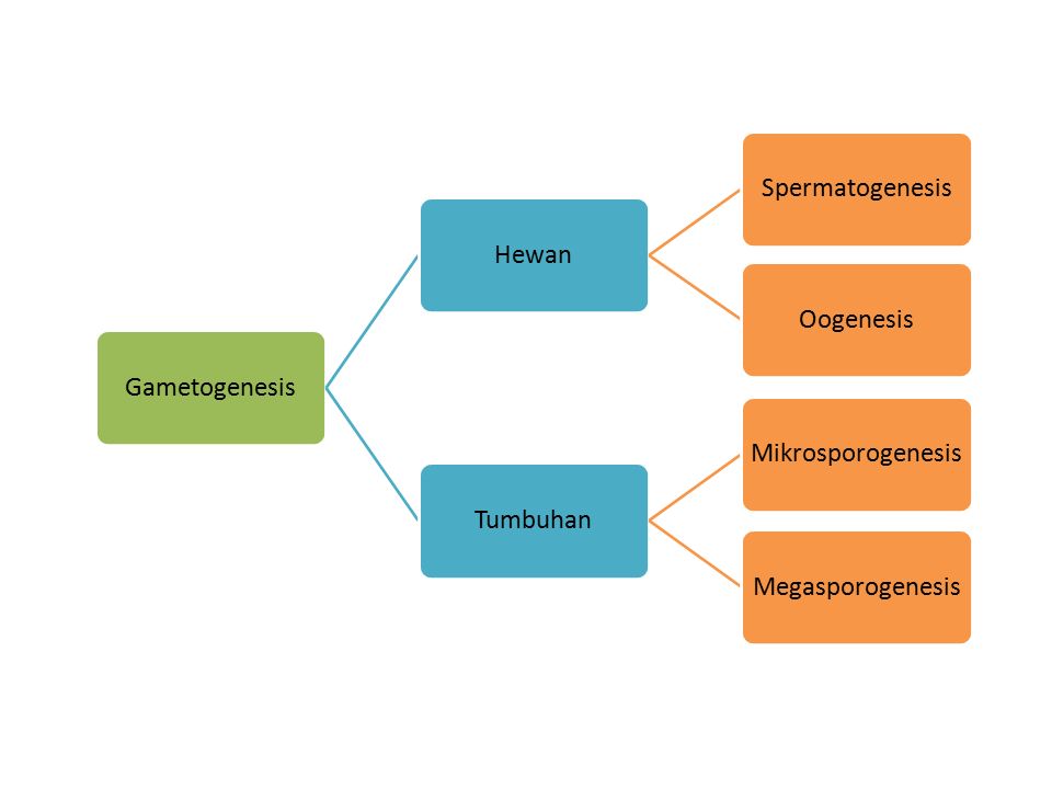 GAMETOGENESIS Oleh Maharsiwi Widyaningrum. GAMETOGENESIS Gametogenesis ... Biology Diagrams