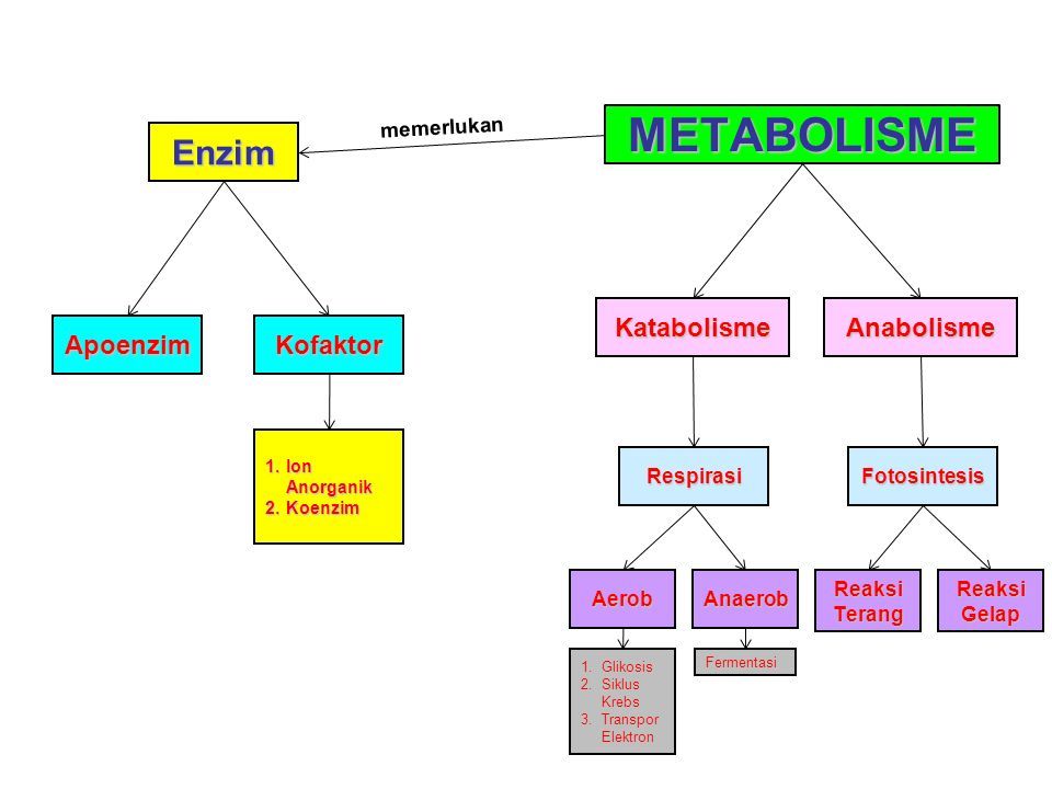 METABOLISME Tujuan Pembelajaran 1.Menjelaskan Pengertian Enzim. 2 ...