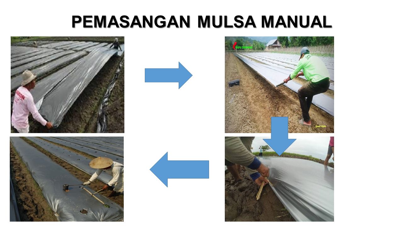 MULSA PERTANIAN - Ppt Download