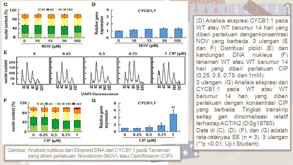 Signaling From Plastid Genome Stability Modulates Endoreplication And ...