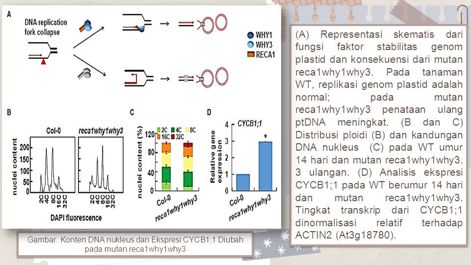 Signaling From Plastid Genome Stability Modulates Endoreplication And ...