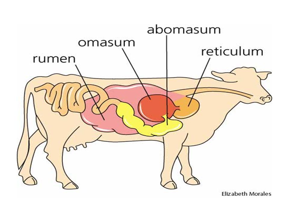 Sistem pencernaan jelaskan pada hewan ruminansia pencernaan makanan proses sebagai sapi Sistem Pencernaan
