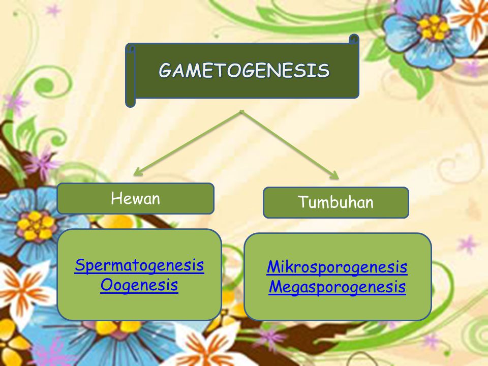 Hewan Spermatogenesis Oogenesis Tumbuhan Mikrosporogenesis Megasporogenesis
