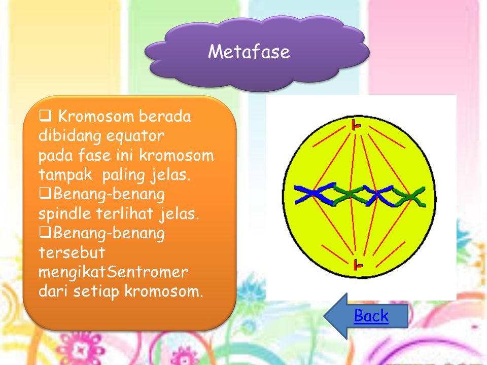 Metafase  Kromosom berada dibidang equator pada fase ini kromosom tampak paling jelas.