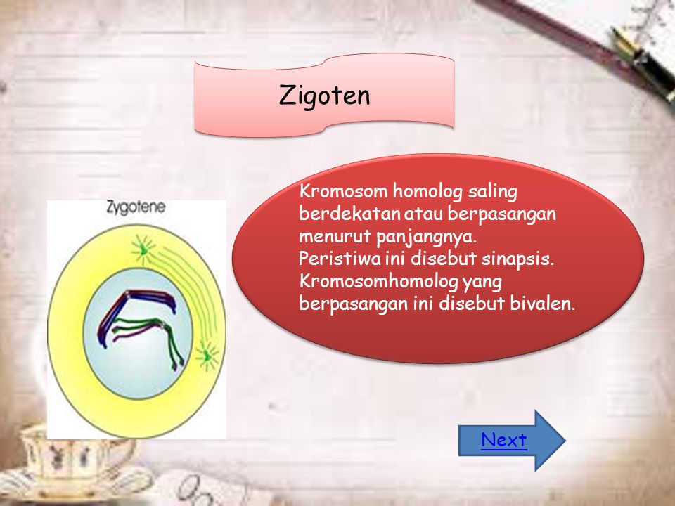 Zigoten Kromosom homolog saling berdekatan atau berpasangan menurut panjangnya.