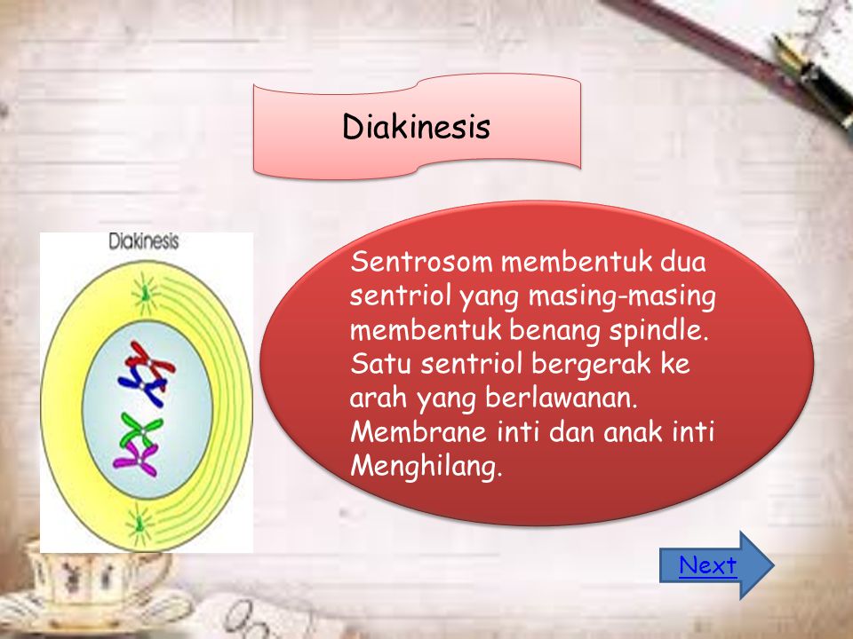 Diakinesis Sentrosom membentuk dua sentriol yang masing-masing membentuk benang spindle.