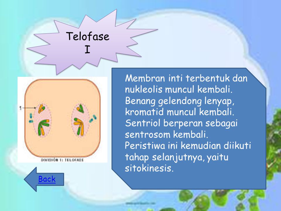 Telofase I Membran inti terbentuk dan nukleolis muncul kembali.