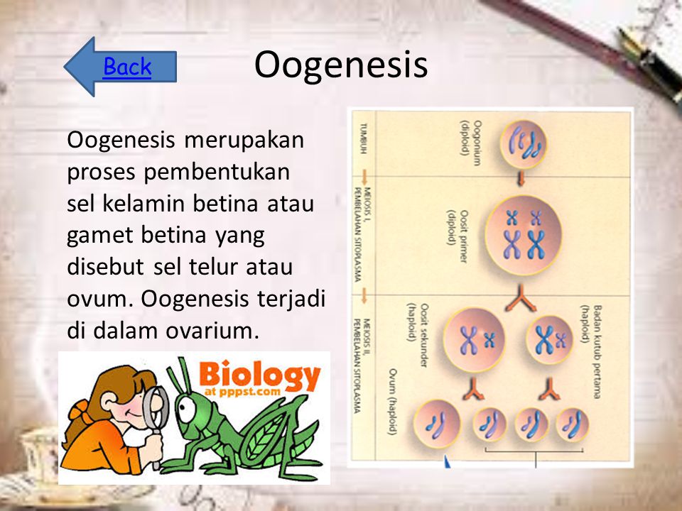 Oogenesis Oogenesis merupakan proses pembentukan sel kelamin betina atau gamet betina yang disebut sel telur atau ovum.