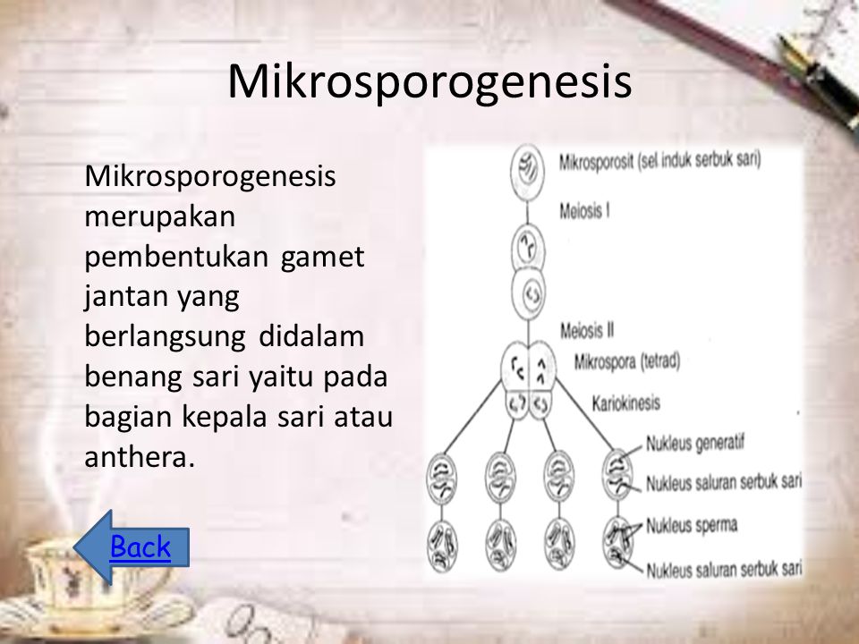 Mikrosporogenesis Mikrosporogenesis merupakan pembentukan gamet jantan yang berlangsung didalam benang sari yaitu pada bagian kepala sari atau anthera.