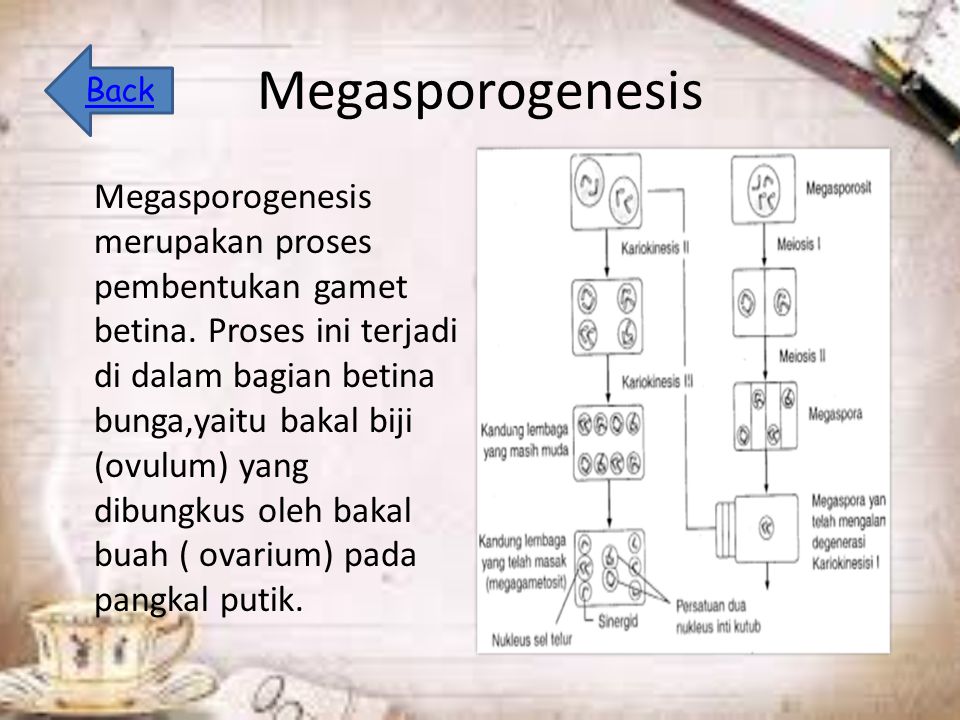 Megasporogenesis Megasporogenesis merupakan proses pembentukan gamet betina.