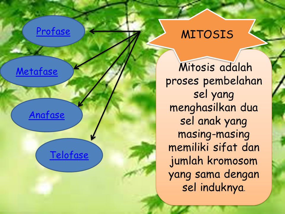 Mitosis adalah proses pembelahan sel yang menghasilkan dua sel anak yang masing-masing memiliki sifat dan jumlah kromosom yang sama dengan sel induknya.