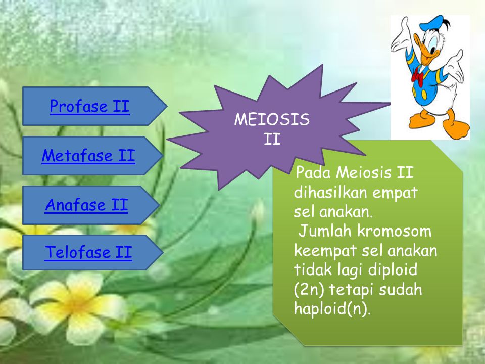 Pada Meiosis II dihasilkan empat sel anakan.