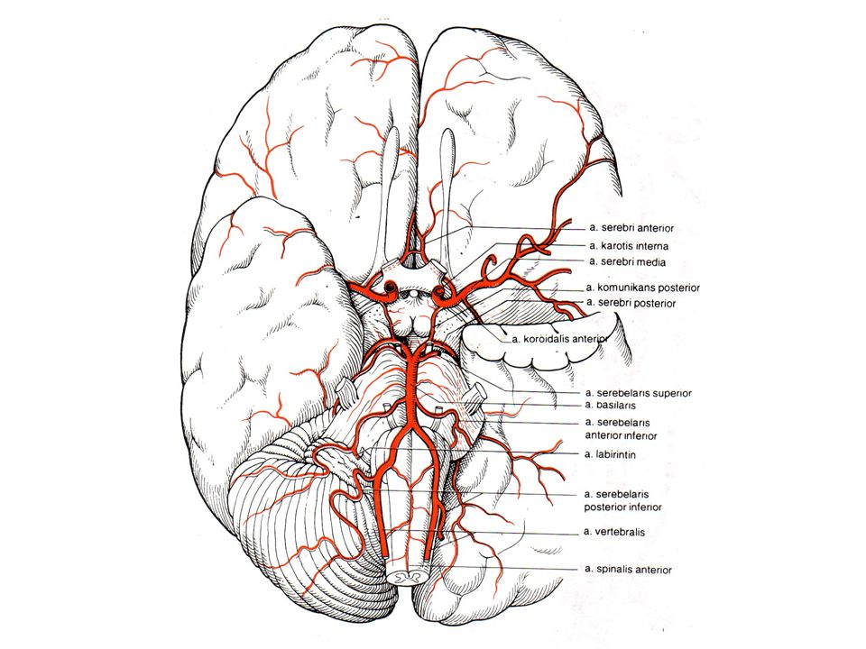 Артерии основания мозга