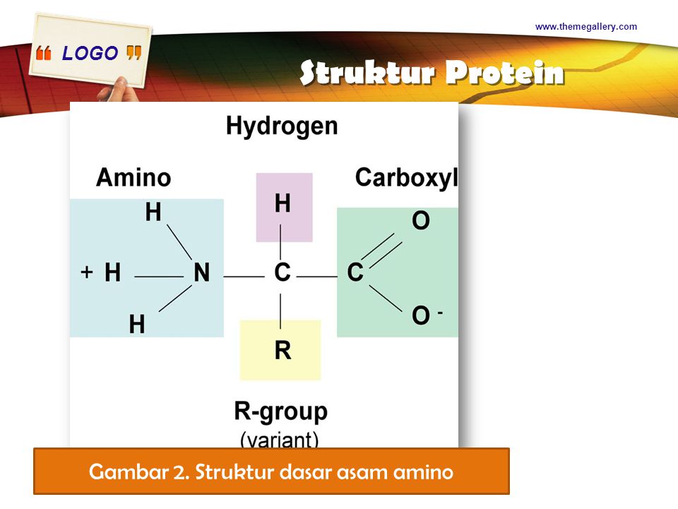 LOGO Struktur Protein   Gambar 2. Struktur dasar asam amino