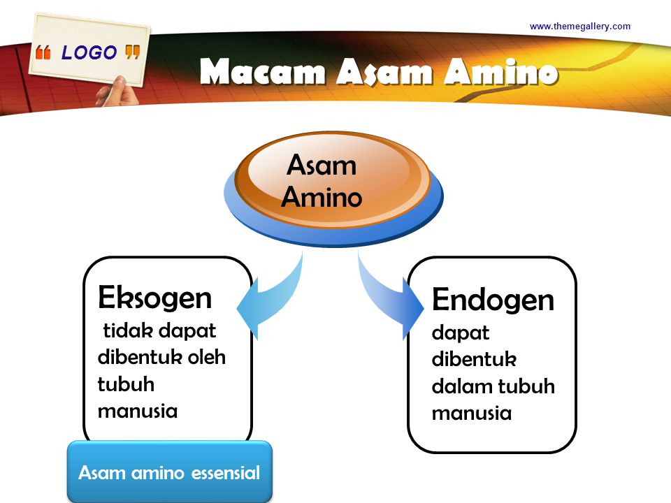 LOGO   Macam Asam Amino Eksogen tidak dapat dibentuk oleh tubuh manusia Asam Amino Endogen dapat dibentuk dalam tubuh manusia Asam amino essensial