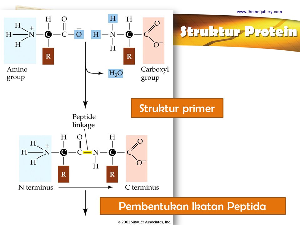 LOGO Struktur Protein   Struktur primer Pembentukan Ikatan Peptida