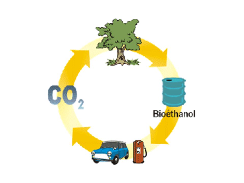 Contoh tumbuhan yang bisa diolah menghasilkan bioetanol adalah