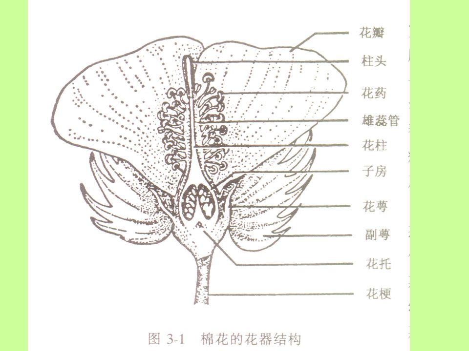 木棉花的结构解剖图图片