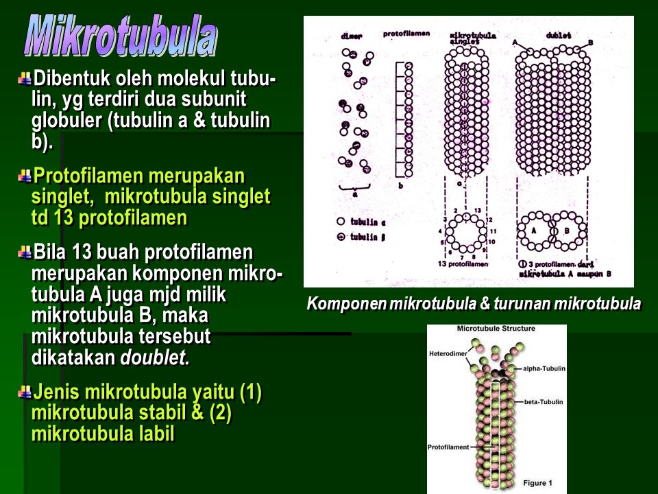 Синтез белков тубулинов. Тубулин у бактерий. Тубулин транслокаторная система. Тубулин трубочки. Синтез тубулина происходит в.